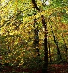 Нови производ: Хидроксипропил тетрахидропиран триол (растворљив у уљу)